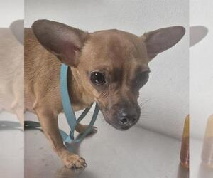 Chihuahua Dogs for adoption in Bakersfield, CA, USA