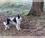 Small #6 Border Collie