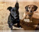 Small Photo #15 Australian Shepherd-Unknown Mix Puppy For Sale in Minneapolis, MN, USA