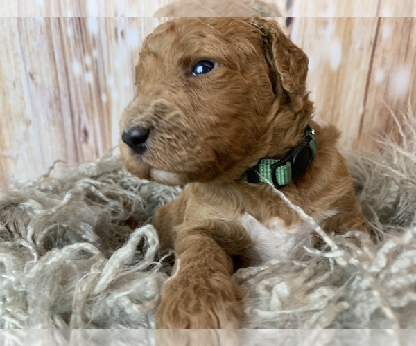 Medium Photo #4 Goldendoodle Puppy For Sale in CONCORD, NC, USA