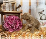 Small Photo #57 Aussiedoodle Puppy For Sale in COMMERCE, MI, USA