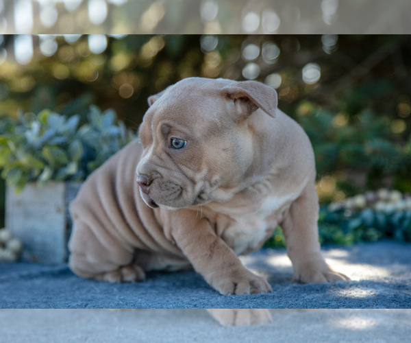 Medium Photo #2 American Bully Puppy For Sale in TOPEKA, IN, USA