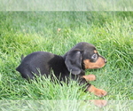 Small Photo #6 Dachshund Puppy For Sale in BLOOMINGTON, IN, USA