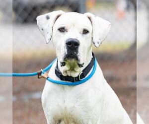 Dogo Argentino Dogs for adoption in Camarillo, CA, USA