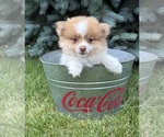 Small #2 Pomeranian