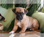 Small Photo #2 Jug Puppy For Sale in SHILOH, OH, USA
