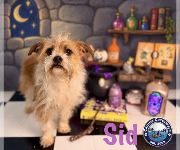 Medium Photo #4 Brussels Griffon-Norfolk Terrier Mix Puppy For Sale in Arcadia, FL, USA
