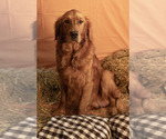 Small Photo #1 Golden Retriever Puppy For Sale in IRVINE, CA, USA