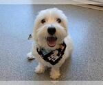 Small Maltese