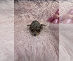 Small Photo #6 Chihuahua Puppy For Sale in SHERMAN, TX, USA