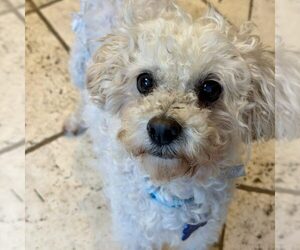 Poodle (Miniature) Dogs for adoption in Spring Lake, NC, USA