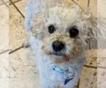 Small Poodle (Miniature)