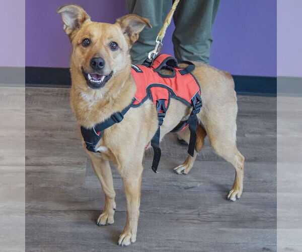 Medium Photo #2 Basenji-Carolina Dog Mix Puppy For Sale in Huntley, IL, USA