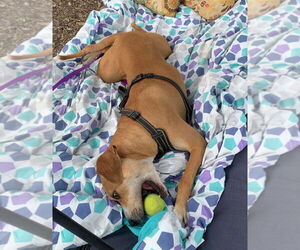 Sampson - Male Mutt Dog for Adoption - Photo #4