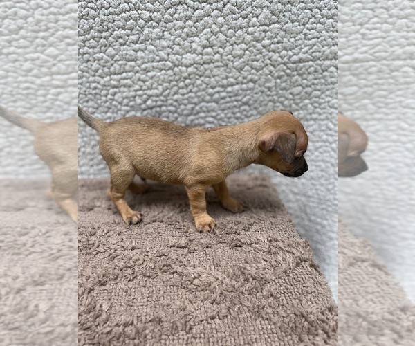 Medium Photo #16 Chiweenie-Jack Russell Terrier Mix Puppy For Sale in SAINT AUGUSTINE, FL, USA