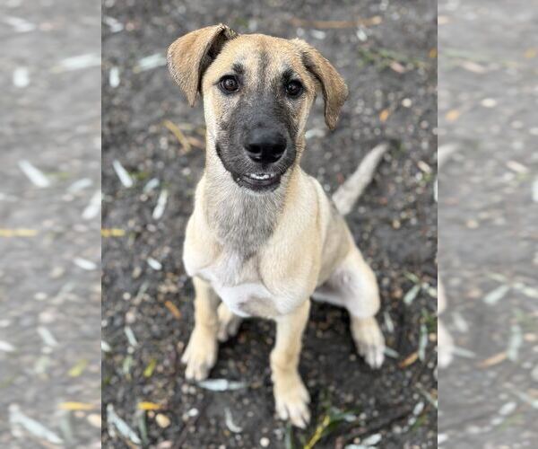 Medium Photo #1 Mutt Puppy For Sale in Elmsford, NY, USA