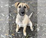 Hazel available 10/2 - Female Mutt Dog for Adoption - Small photo