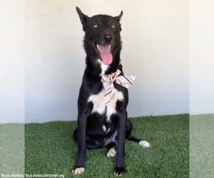 Charlene - Female Mutt Dog for Adoption - Photo #2