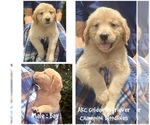 Puppy Bay Golden Retriever