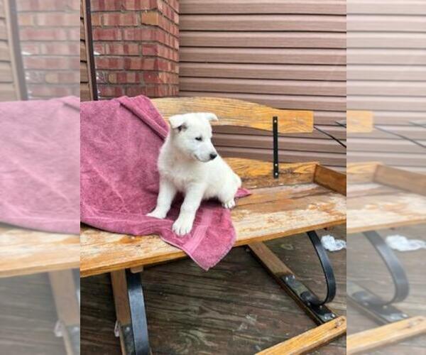 Medium Photo #4 German Shepherd Dog Puppy For Sale in GREENWOOD, WI, USA