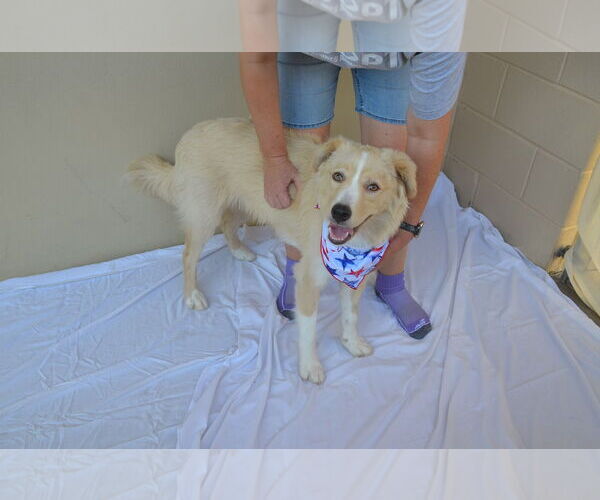 Medium Photo #2 Border Collie-Unknown Mix Puppy For Sale in McKinney, TX, USA
