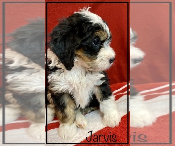 Medium Photo #4 Miniature Bernedoodle Puppy For Sale in STONE CREEK, OH, USA