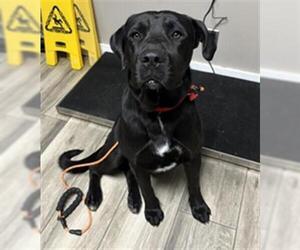 Mastador Dogs for adoption in Redlands, CA, USA