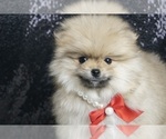 Puppy MrStealYourGirl Pomeranian