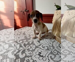 Jack Russell Terrier Puppy for sale in EAST EARL, PA, USA