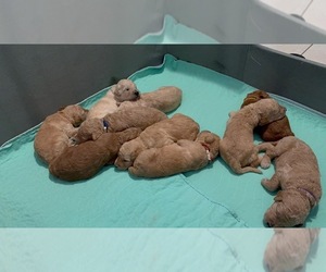 Goldendoodle Litter for sale in COCOA, FL, USA