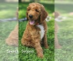 Puppy 7 Poodle (Standard)-Unknown Mix