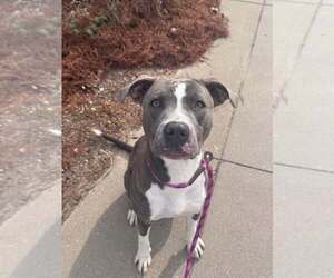 Calypso - Female Mutt Dog for Adoption - Photo #3