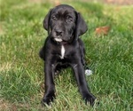 Puppy Pippy Great Dane-Labrador Retriever Mix