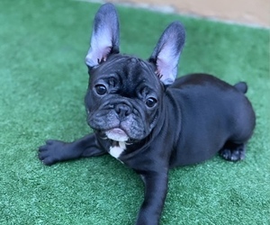 French Bulldog Puppy for sale in SUN VALLEY, CA, USA