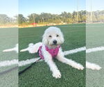 Small #1 Poodle (Miniature)