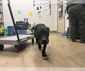 American Pit Bull Terrier Dogs for adoption in Decatur, IL, USA