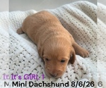 Small #6 Dachshund