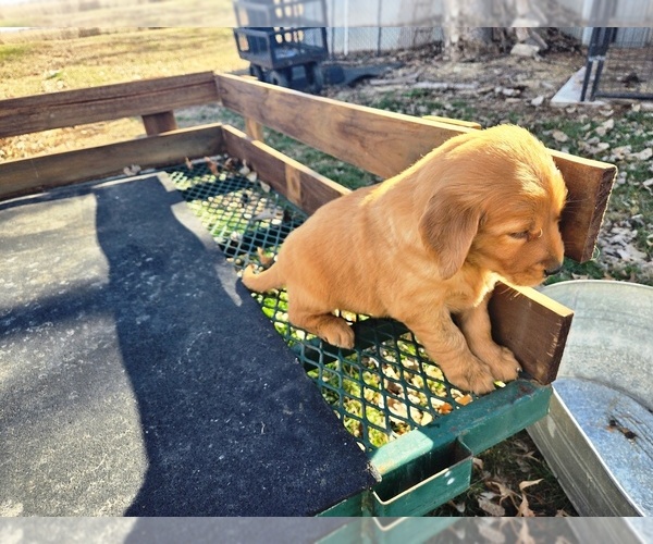 Medium Photo #4 Golden Retriever Puppy For Sale in LEON, KS, USA