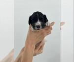 Small #15 Portuguese Water Dog