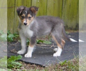 Border Collie Puppy for sale in DOUGLASS, KS, USA