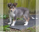 Image preview for Ad Listing. Nickname: Snoopy