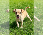 Small #5 Chihuahua