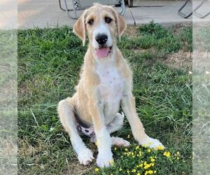 Great Dane-Poodle (Standard) Mix Puppy for sale in CHARITON, IA, USA