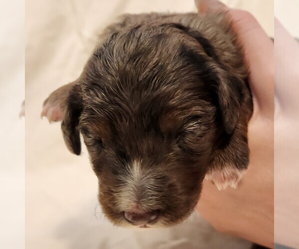 Medium Photo #2 F2 Aussiedoodle Puppy For Sale in COLUMBIA, TN, USA