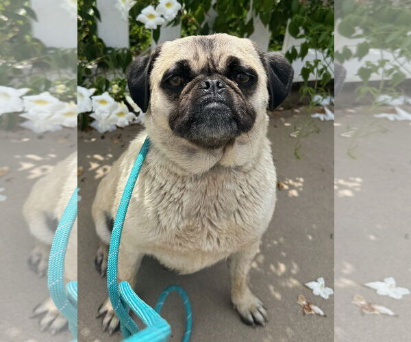 Medium Photo #5 Pug Puppy For Sale in Newport Beach, CA, USA