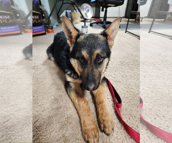 Medium Photo #6 German Shepherd Dog Puppy For Sale in Seattle, WA, USA