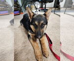 Small #5 German Shepherd Dog