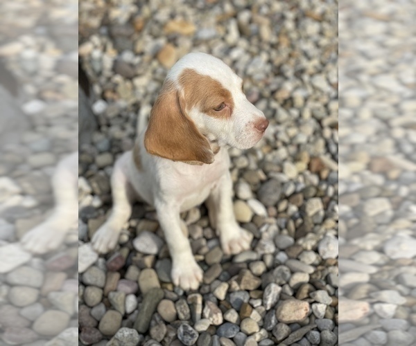 Medium Photo #4 Beagle Puppy For Sale in WEST LIBERTY, KY, USA
