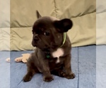 Small #2 French Bulldog