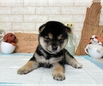 Small Photo #10 Shiba Inu Puppy For Sale in SAN DIEGO, CA, USA